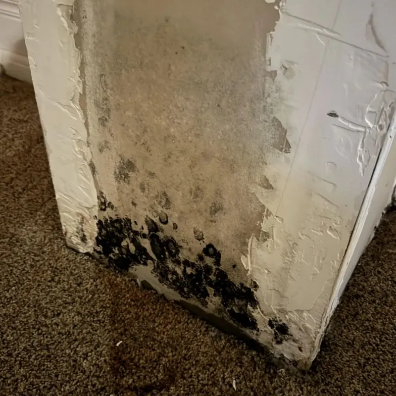 Professional Mold Removal in Westfield, IN